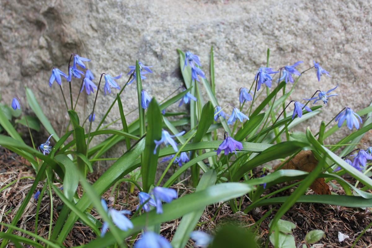 Bluebells at the farm