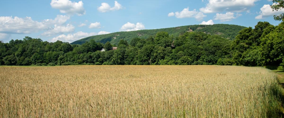 Grain fields - The Basin Farm