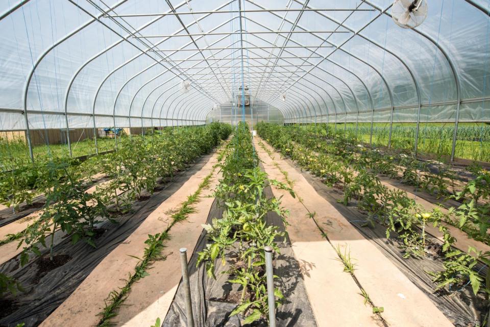 Greenhouse
