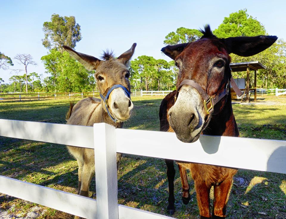 We have nice donkeys