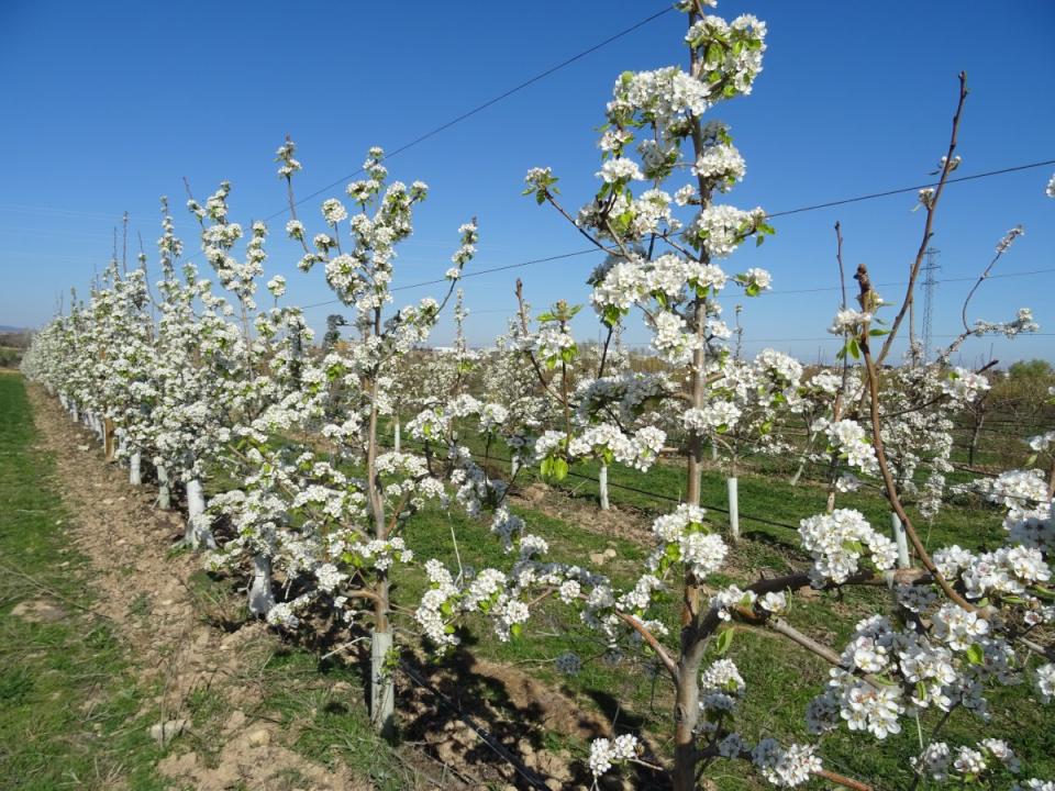 Apple trees in blossom