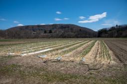 Garlic in Spring