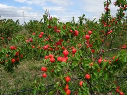 Abricots