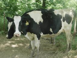 nice cows