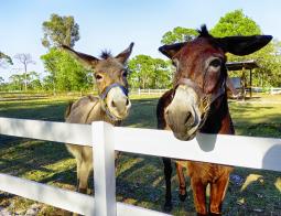 We have nice donkeys