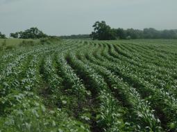 fields are growing