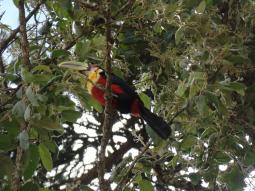 A beautiful bird.