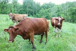 Cows in the field