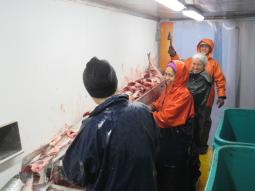 Processing the fish