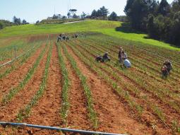 Our garlic field